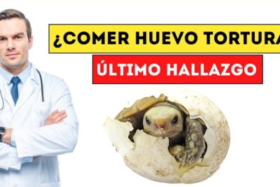 Imagen de un médico con estetoscopio junto a textos sobre comer huevo y una cría saliendo de un huevo; descubre que comen las aves y como su alimentacion impacta en su salud y habitat