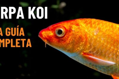 Carpa koi naranja en agua, descubre que comen las carpas koi y como cuidar su alimentacion de manera adecuada