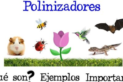 Ilustración de polinizadores con abeja, mariquita, colibrí, murciélago y flor; descubre que comen las chuparrosas y cual es su importancia en el ecosistema.