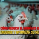 Descubre qué comen las gallinas para garantizar su salud y bienestar