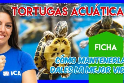 Miniatura con tortugas acuáticas y cuidadora mostrando pulgar arriba, descubre que comen las jicoteas una guia completa