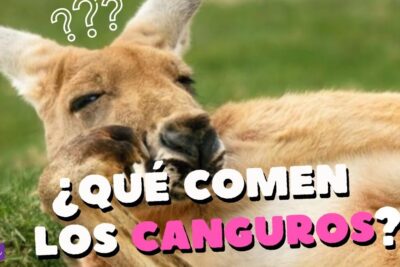 Canguro tumbado en el césped con el texto ¿Qué comen los canguros?, descubre que comen las jirafas bebes una guia completa sobre su alimentacion
