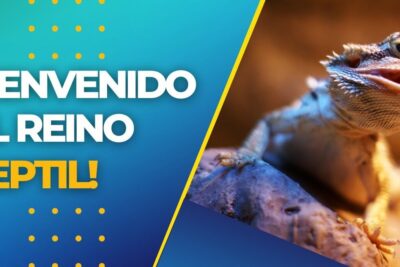 Lagartija sobre una roca con la boca abierta, descubre que comen las lagartijas una guia completa sobre su alimentacion.
