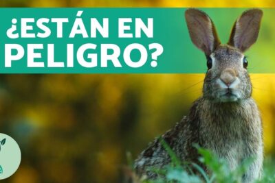 Conejo atento en un prado con fondo desenfocado, imagen para descubrir que comen las mofetas la dieta de estos curiosos mamiferos