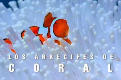 Pez payaso naranja escondido entre tentáculos blancos de anémona en arrecife, descubre que comen las morsas y como se alimentan en su habitat natural