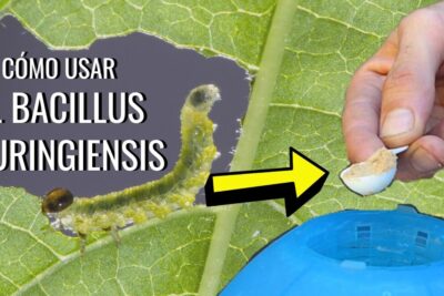 Descubre que comen las orugas verdes una guia completa: oruga verde en hoja y aplicación de Bacillus thuringiensis para manejo de plagas