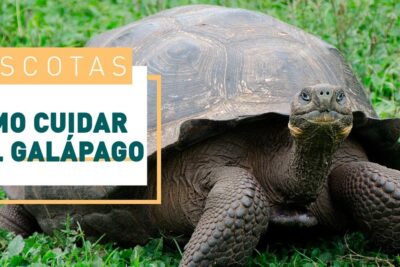 Tortuga gigante del Galápagos sobre hierba, descubre que comen las tortugas marinas en su habitat natural.