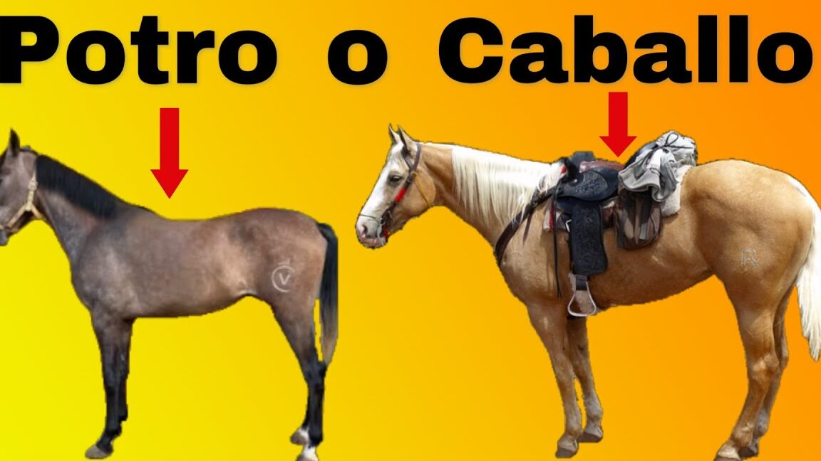 Potro y caballo lado a lado que invita a descubre que comen los caballos y como alimentarlos de forma adecuada