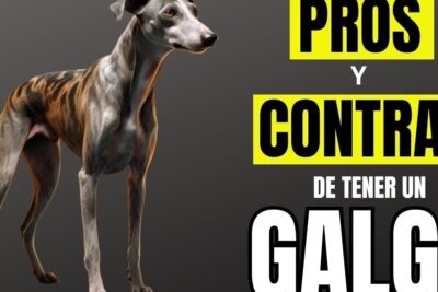 Galgo de pie sobre fondo oscuro junto a texto informativo, descubre que comen los cachorros de un mes en esta guia detallada