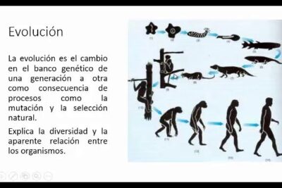 Diapositiva sobre evolución con esquemas de transición de organismos y homínidos que invita a descubre que comen los camellos y como se adaptan a su entorno