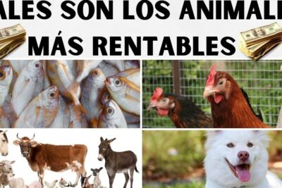 Collage de peces, gallinas, ganado y dinero que ilustra producción animal y descubre que comen los cerdos y como mantener su alimentacion equilibrada.