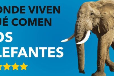 Cartel azul con un elefante caminando y texto informativo donde descubre que comen los cocodrilos y como se alimentan en su habitat natural