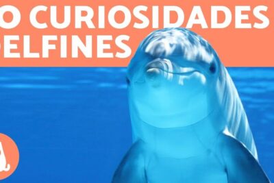 Delfín nadando bajo el agua junto a texto que invita a descubre que comen los delfines su dieta y alimentacion