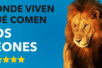 Cartel con león adulto a la derecha sobre fondo azul y texto grande sobre los leones; descubre que comen los elefantes africanos y como se alimentan en su habitat natural