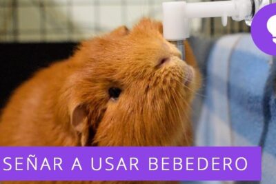Cobaya marrón bebiendo de un bebedero en su jaula, descubre que comen los guinea pig para garantizar su salud y bienestar
