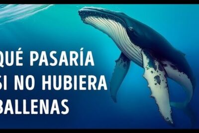 Ballena nadando en azul profundo, descubre que comen los krill y su importancia en la cadena alimentaria.