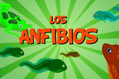 Ilustración colorida de ranas y renacuajos sobre fondo verde que invita a descubre que comen los mamiferos una guia completa sobre la alimentacion de estos fascinantes animales