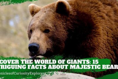 Descubre que comen los osos grizzly una dieta variada y sorprendente en un primer plano de un oso pardo