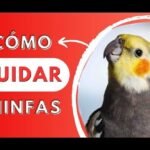 Descubre qué comen los pájaros: una guía completa sobre la alimentación de estas aves