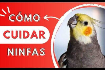 Primer plano de una ninfa sobre fondo rojo junto al texto Cómo cuidar ninfas, descubre que comen los pajaros una guia completa sobre la alimentacion de estas aves