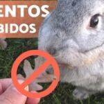 Descubre qué comen los patos: Alimentación, hábitos y curiosidades