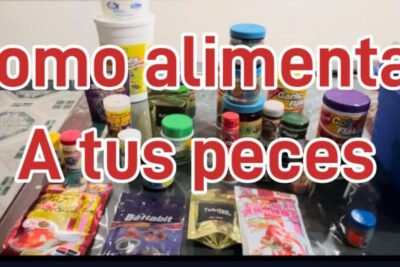 Descubre que comen los peces koi y como alimentarlos adecuadamente observando múltiples frascos, botes y bolsas de alimento para peces dispuestos sobre una mesa