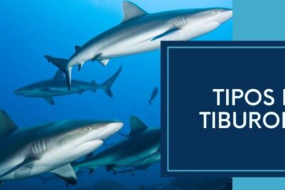 Grupo de tiburones nadando en mar azul descubre que comen los tiburones ballena dieta habitos alimenticios y curiosidades