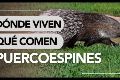 Puercoespín caminando sobre césped, descubre que comen los venados alimentacion habitos y caracteristicas
