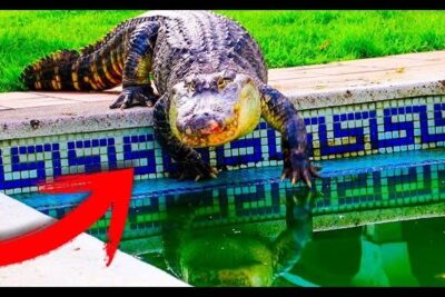 Yacaré grande apoyado en el borde de una piscina con azulejos y agua verde, descubre que comen los yacares una guia completa sobre la alimentacion de estos increibles reptiles