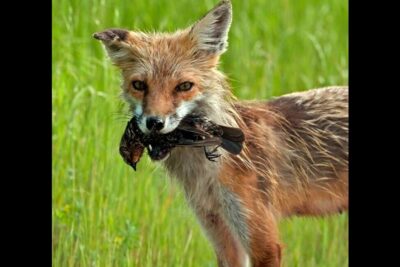 Zorro rojo sosteniendo un ave en la boca, descubre que comen los zorros rojos y como se alimentan en su habitat natural.