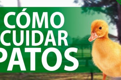 Patito amarillo junto al texto Cómo cuidar patos, descubre que prefieren comer los gansos una guia completa