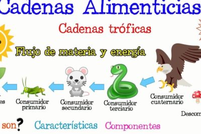Diagrama de cadenas tróficas con sol, productores, consumidores y descomponedores que descubre que se alimenta el reino monera y como impacta en nuestro ecosistema.
