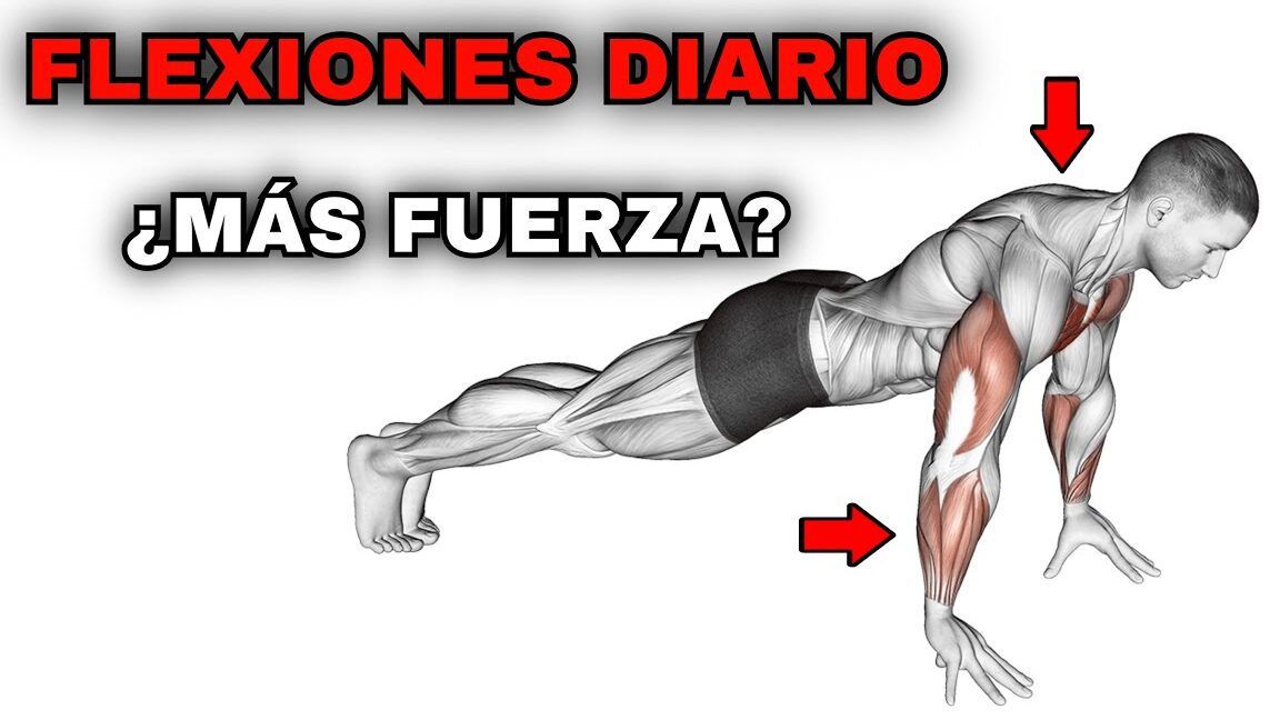 Ilustración anatómica de un hombre en posición de flexión que muestra pectorales, deltoides y tríceps y descubre que sucede en tu cuerpo si haces flexiones diariamente.