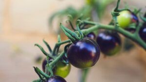 Racimo en primer plano de tomates pequeños de piel púrpura y verde con tallos velludos, descubre significado ponerse como tomate articulo