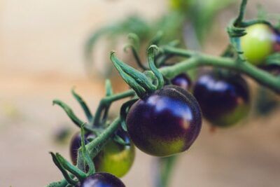 Racimo en primer plano de tomates pequeños de piel púrpura y verde con tallos velludos, descubre significado ponerse como tomate articulo