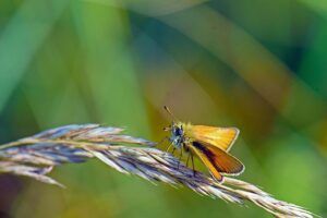 Mariposa dorada posada sobre una brizna de hierba, descubre significado tatuaje mariposa cuello
