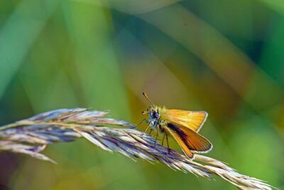 Mariposa dorada posada sobre una brizna de hierba, descubre significado tatuaje mariposa cuello