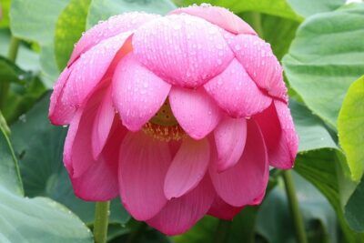 Flor de loto rosa con gotas de lluvia sobre pétalos, descubre simbolismo color rosa palo