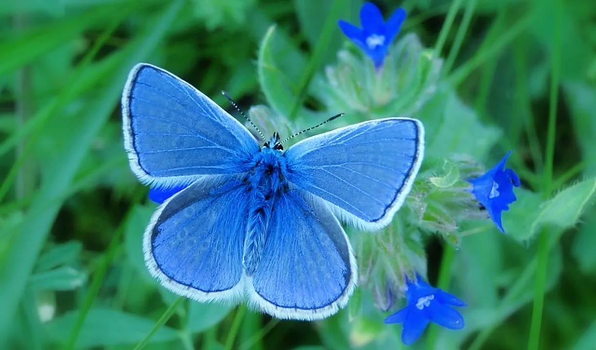 Una imagen de un hombro con un tatuaje de una hermosa mariposa, simbolizando transformación y libertad 