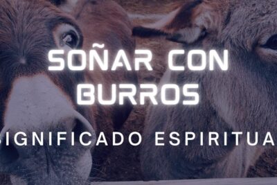 Primer plano de dos burros con texto 'Soñar con burros, significado espiritual', descubre toda la informacion sobre que comen los burros