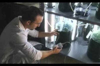 Persona con bata de laboratorio manipulando frascos y tubos con cultivos verdes, descubriendo de que se alimentan las algas.