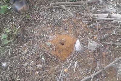 Montículo de hormiguero con entrada visible en suelo cubierto de hojarasca, descubriendo de que se alimentan las hormigas negras.