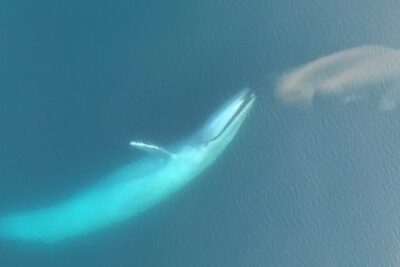 Ballena adulta y cría vista desde arriba nadando en aguas azules, descubriendo de que se alimentan los animales