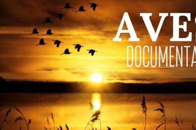 Siluetas de aves en formación sobre un lago al amanecer, descubriendo el fascinante mundo de la alimentacion de los pajaros silvestres.