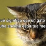 Descubriendo el Significado Profundo Cuando un Gato se te Sube Encima Espiritualmente