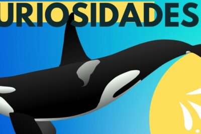 Ilustración vectorial de una orca nadando sobre fondo azul y amarillo, descubriendo la dieta de las majestuosas ballenas orcas.