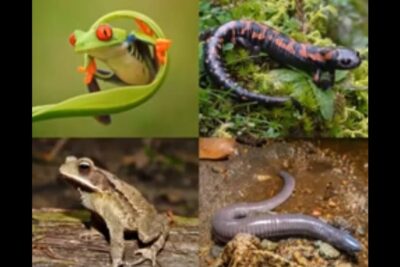 Collage de anfibios en su hábitat ilustrativo, descubriendo la dieta de los ajolotes que comen realmente estos increibles anfibios con imágenes de rana, salamandra, sapo y cecilia.