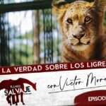 Descubriendo la Dieta del Lince: ¿De Qué se Alimenta Realmente Este Carnívoro?