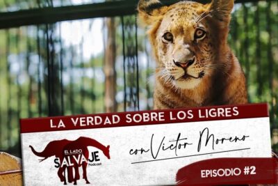 Felino joven en recinto observando fijamente, descubriendo la dieta del lince de que se alimenta realmente este carnivoro