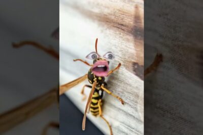 Avispa en primer plano con ojos y boca humanos por filtro, imagen humorística para descubriendo que comen las babosas